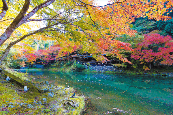 4477京都高雄の紅葉狩りと「もみぢ家」秋の川床ランチ