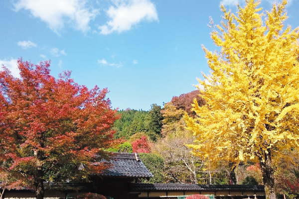 4479石谷家住宅 秋の庭園特別公開