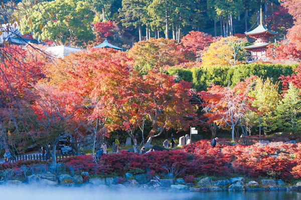 4488大阪紅葉めぐり と 箕面観光ホテルランチバイキング