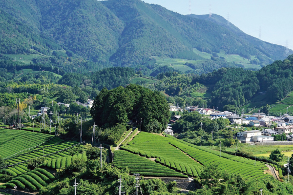 4494茶畑のある暮らしの風景「ここにしかない景色」　茶畑景観ウォーク