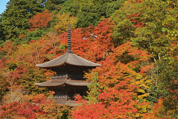 【11月】関西花の寺二五ヶ所霊場　第4回 近江・丹後の花の寺