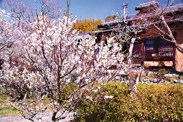 【3月】No.2505　関西花の寺　第5回