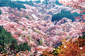 1600滞在時間3時間！世界遺産 吉野千本桜