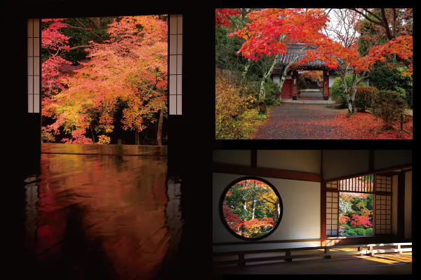 4508洛北鷹峯　源光庵・常照寺～実相院の床もみじ