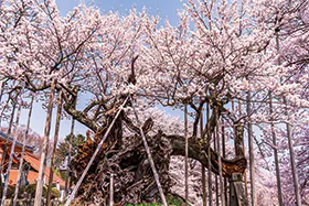 1611樹齢約2000年「山高神代桜」と絶景富士山・桜めぐり