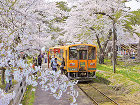 1612みちのく三大桜名所と桜のトンネルを走る津軽鉄道